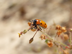 Tituboea sexmaculata