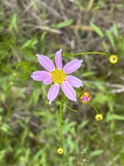 Coreopsis rosea