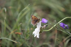 Melitaea diamina