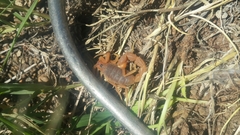 Parabuthus planicauda