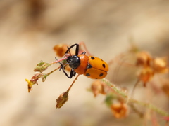 Tituboea sexmaculata