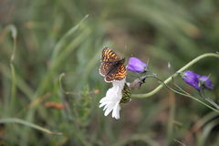 Melitaea diamina