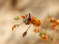 Tituboea sexmaculata