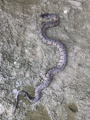 Nerodia rhombifer