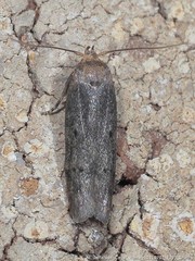 Holcocera chalcofrontella