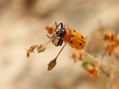 Tituboea sexmaculata