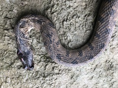 Nerodia rhombifer
