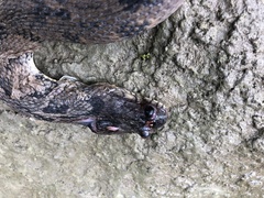 Nerodia rhombifer