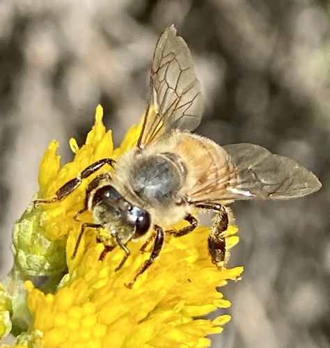 iNaturalist observation photo of Western Honey Bee