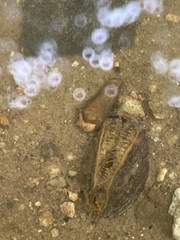 Toxolasma cylindrellum