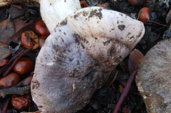 Tricholoma griseoviolaceum