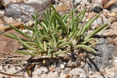 Phemeranthus parviflorus
