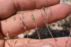 Phemeranthus parviflorus