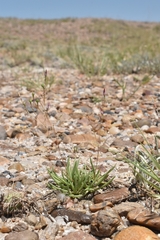 Phemeranthus parviflorus