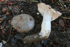 Tricholoma griseoviolaceum