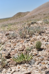 Phemeranthus parviflorus