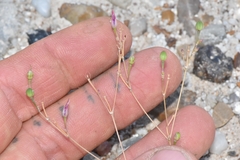 Phemeranthus parviflorus