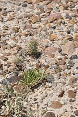 Phemeranthus parviflorus