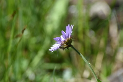 Lepturobosca chrysocoma