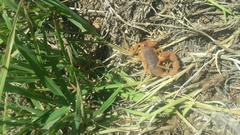 Parabuthus planicauda