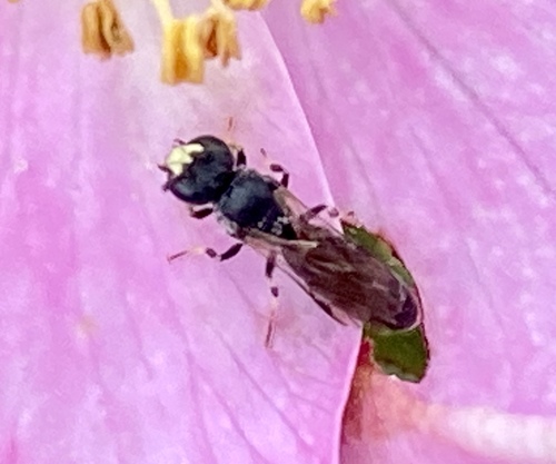 iNaturalist observation photo of Masked Bees