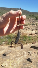 Hadogenes trichiurus