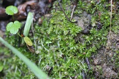Fossombronia longiseta