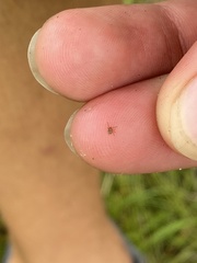 Amblyomma americanum