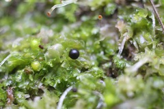 Fossombronia longiseta