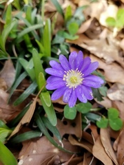 Anemone berlandieri