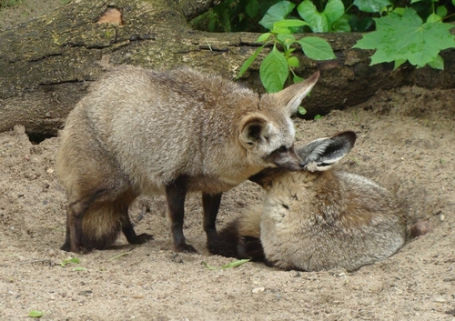 Bat-eared Fox, photo 7 of 10