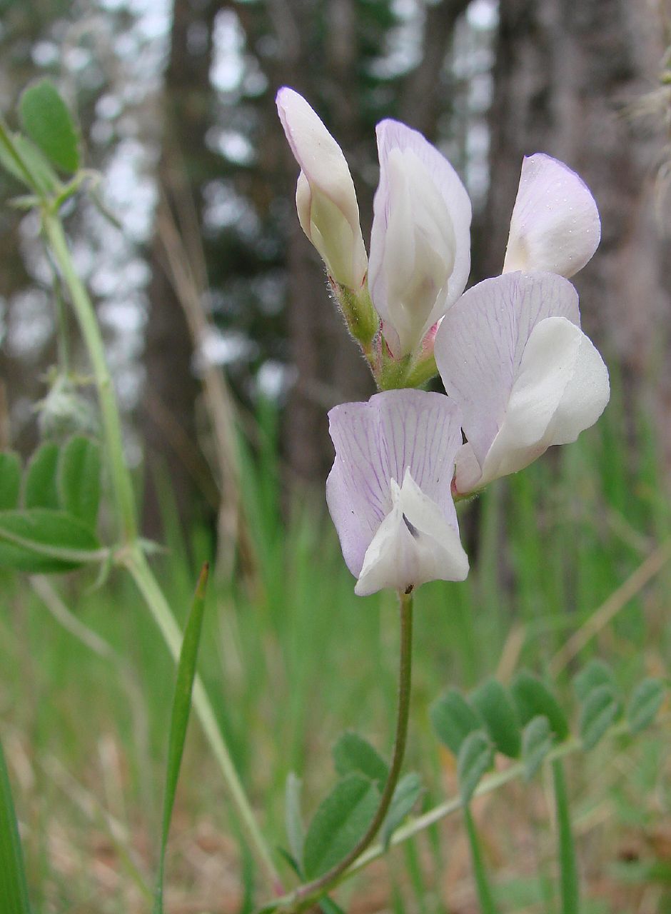 Lathyrus jepsonii