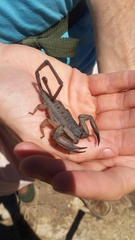 Hadogenes trichiurus