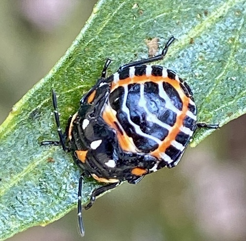 iNaturalist observation photo of Harlequin Bug