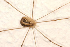 Cosmobunus granarius