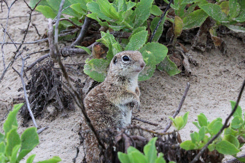 Spotted Ground Squirrel