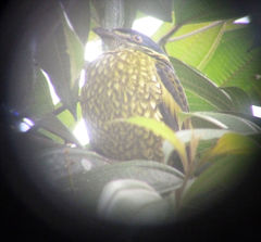 Ampelioides tschudii