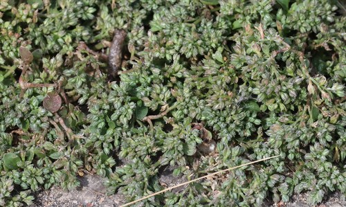 photo of Fourleaf Manyseed (Polycarpon tetraphyllum)