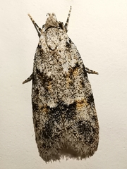 Symmoca signatella