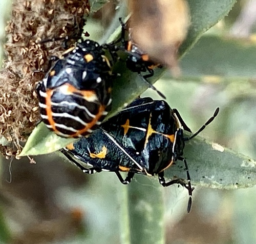iNaturalist observation photo of Harlequin Bug