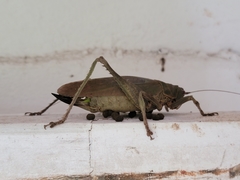 Balboana tibialis
