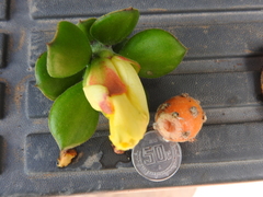 Pereskiopsis diguetii