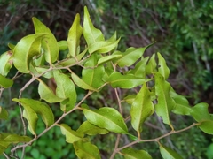 Leptolaena cuspidata