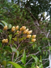 Leptolaena cuspidata