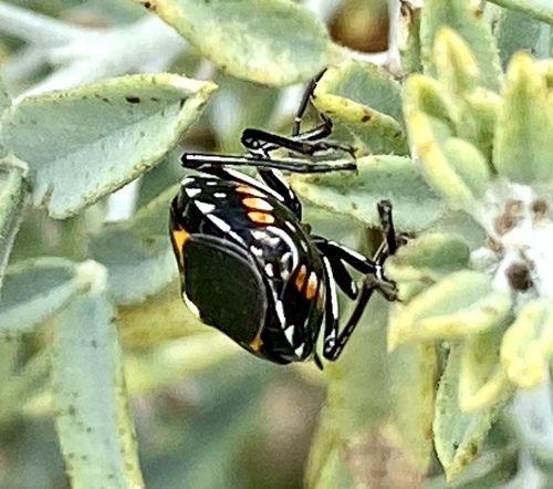 iNaturalist observation photo of Harlequin Bug