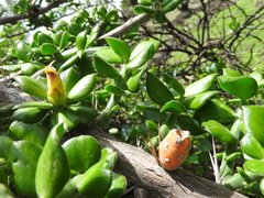 Pereskiopsis diguetii