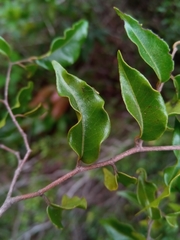 Leptolaena cuspidata