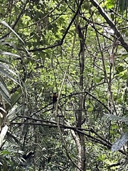 Electron platyrhynchum