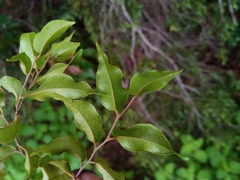 Leptolaena cuspidata