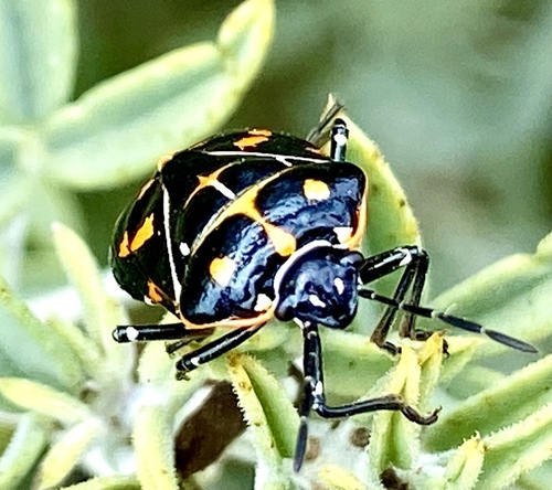 iNaturalist observation photo of Harlequin Bug